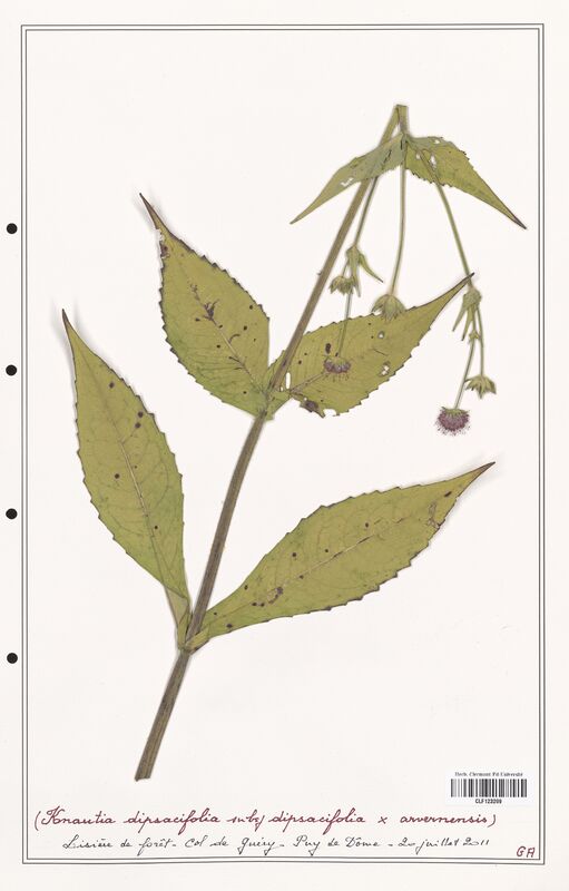 Knautia dipsacifolia  (Caprifoliaceae)