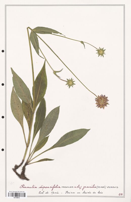 Knautia dipsacifolia  (Caprifoliaceae)