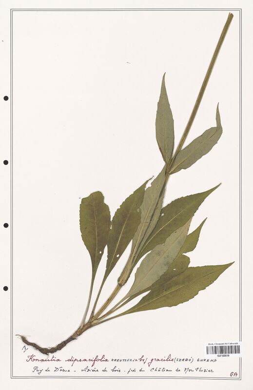 Knautia dipsacifolia  (Caprifoliaceae)