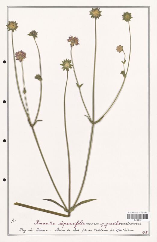 Knautia dipsacifolia  (Caprifoliaceae)