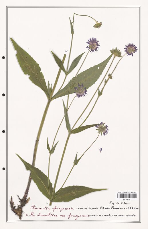 Knautia foreziensis  (Caprifoliaceae)