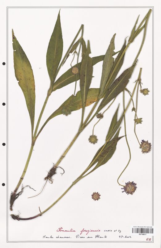 Knautia foreziensis  (Caprifoliaceae)