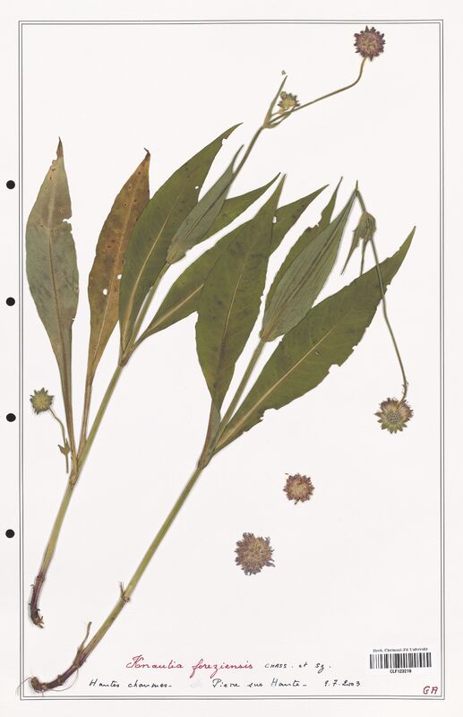 Knautia foreziensis  (Caprifoliaceae)