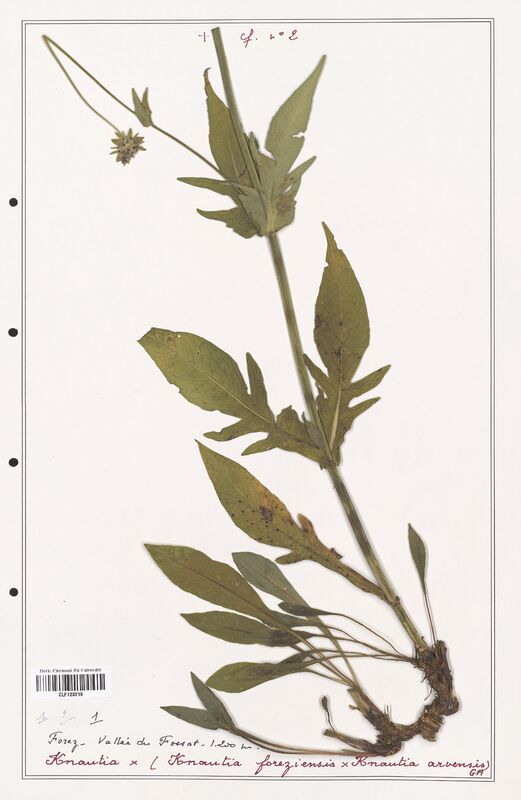 Knautia foreziensis  (Caprifoliaceae)