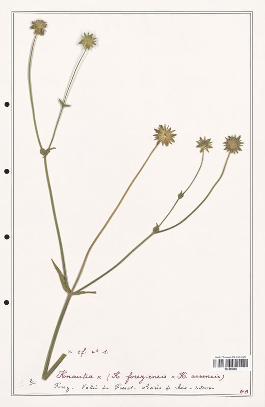 Knautia foreziensis  (Caprifoliaceae)