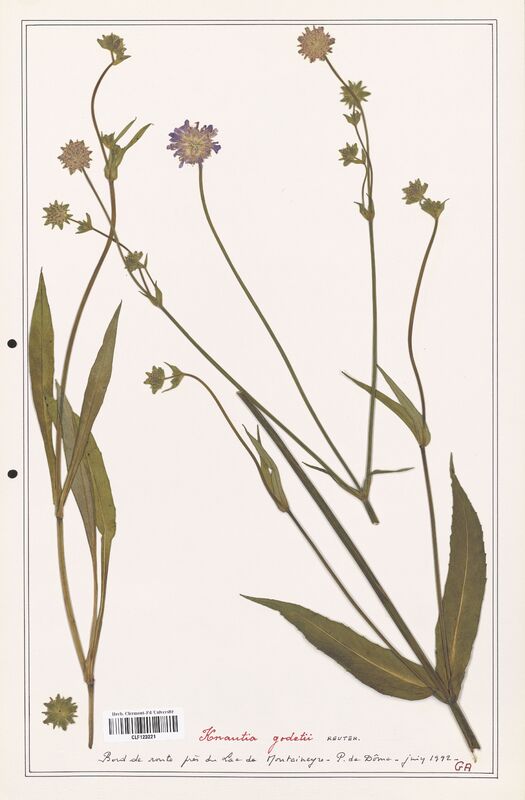 Knautia godetii  (Caprifoliaceae)