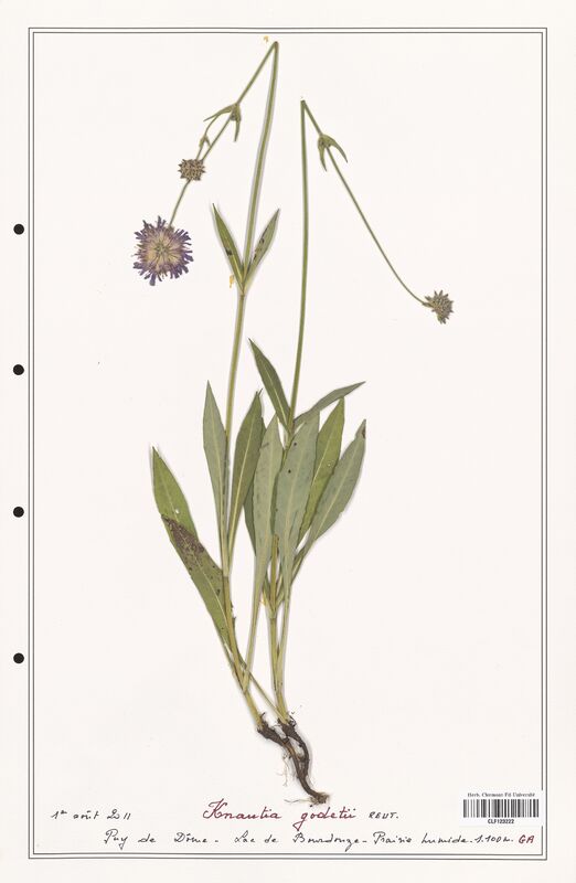 Knautia godetii  (Caprifoliaceae)