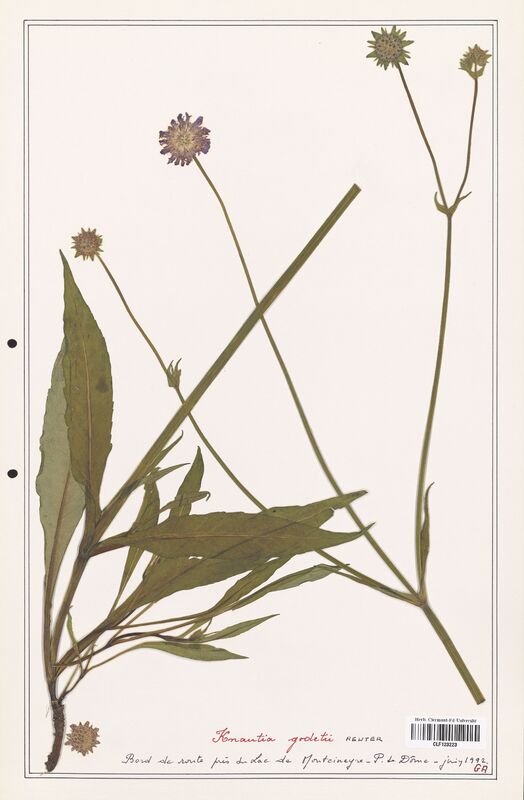 Knautia godetii  (Caprifoliaceae)