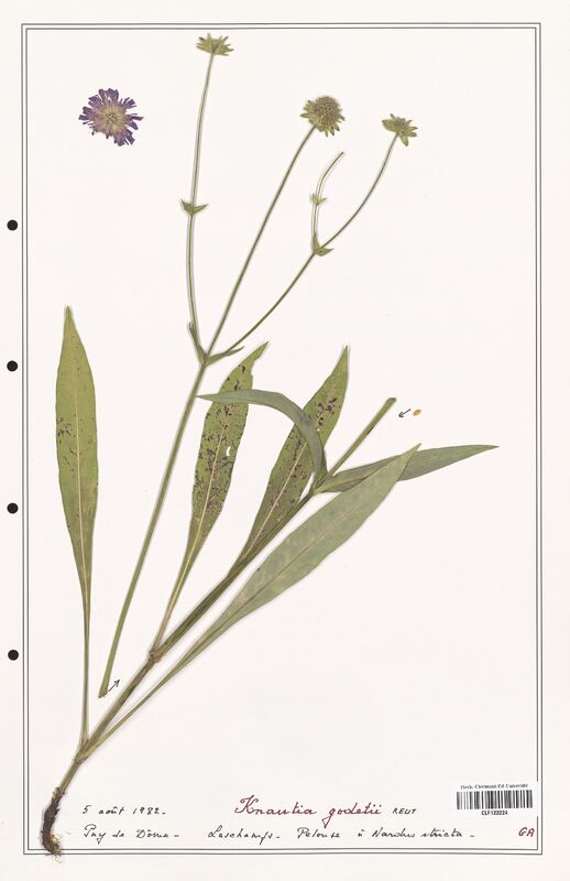 Knautia godetii  (Caprifoliaceae)