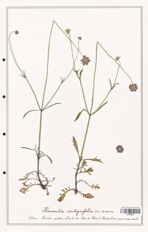 Knautia integrifolia  (Caprifoliaceae)