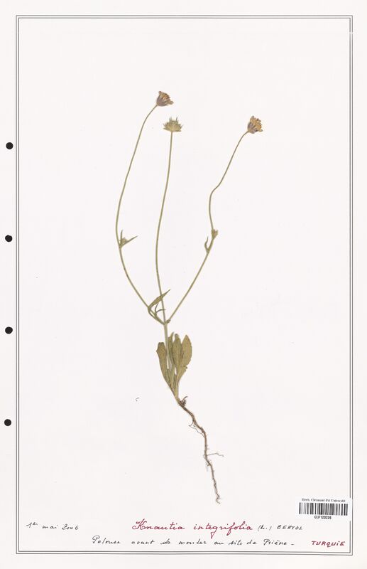 Knautia integrifolia  (Caprifoliaceae)