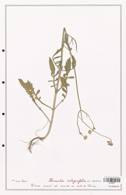 Knautia integrifolia  (Caprifoliaceae)