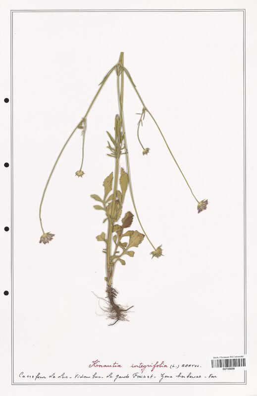 Knautia integrifolia  (Caprifoliaceae)