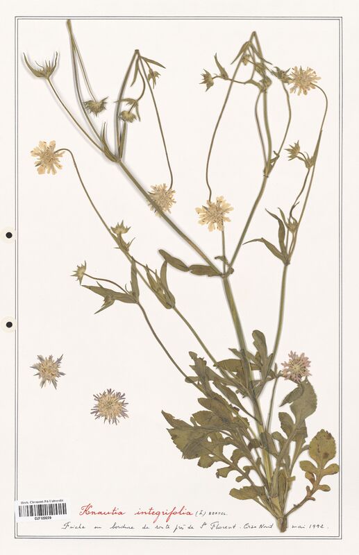 Knautia integrifolia  (Caprifoliaceae)