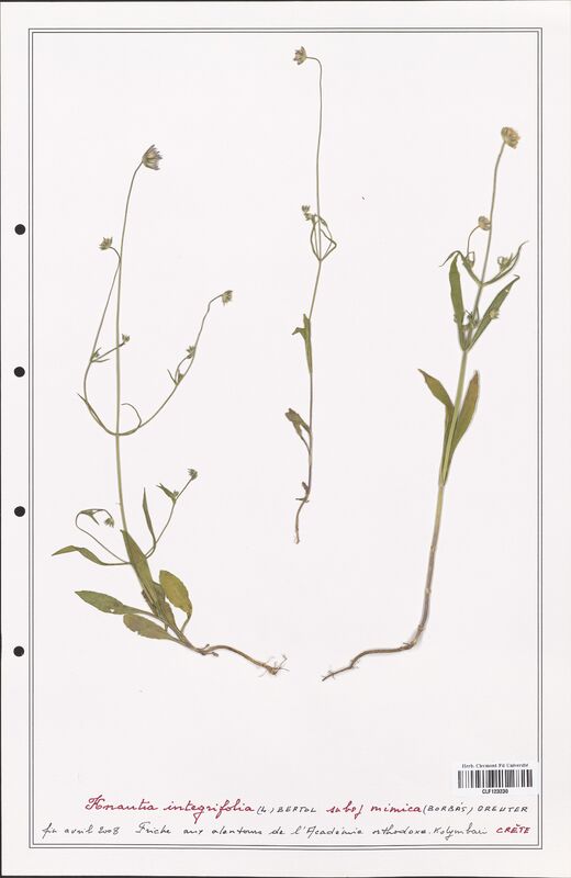 Knautia integrifolia  (Caprifoliaceae)