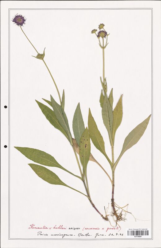 Knautia kohleri  (Caprifoliaceae)