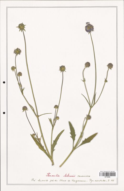 Knautia lebrunii  (Caprifoliaceae)