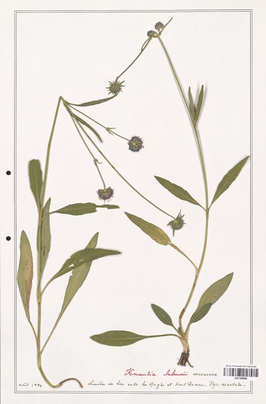 Knautia lebrunii  (Caprifoliaceae)