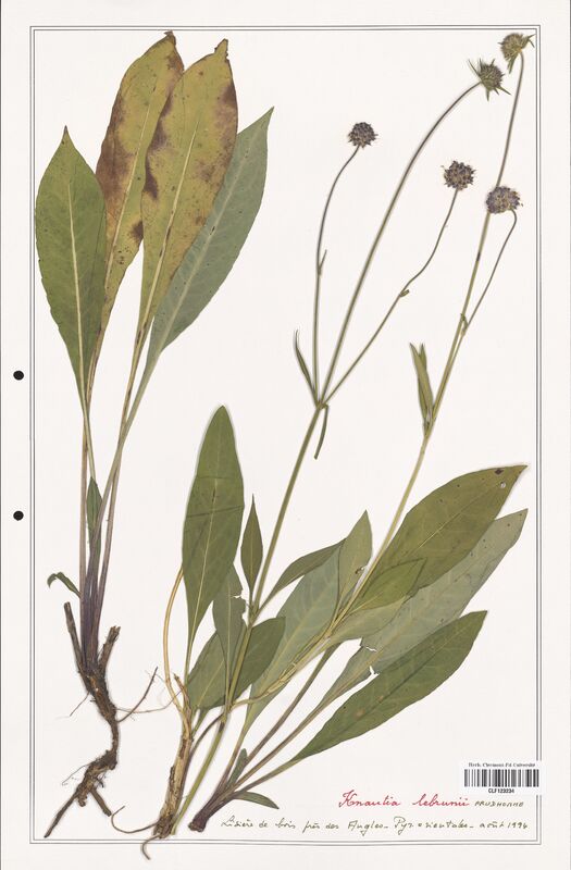 Knautia lebrunii  (Caprifoliaceae)