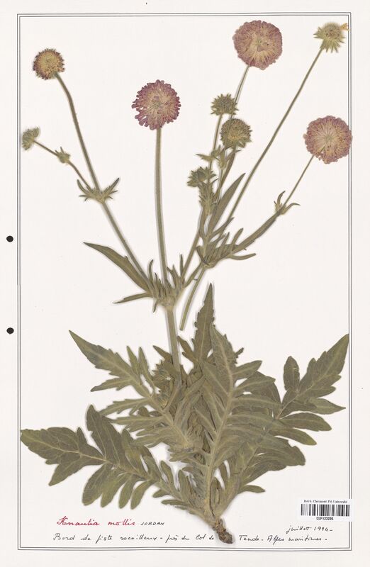 Knautia mollis  (Caprifoliaceae)