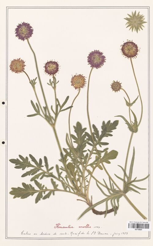 Knautia mollis  (Caprifoliaceae)