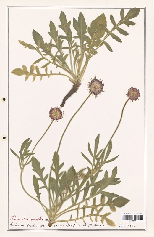 Knautia mollis  (Caprifoliaceae)