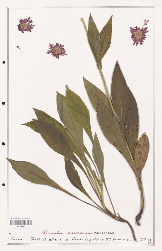 Knautia ressmannii  (Caprifoliaceae)