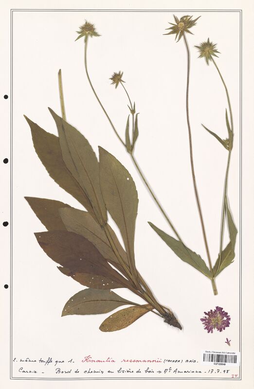 Knautia ressmannii  (Caprifoliaceae)