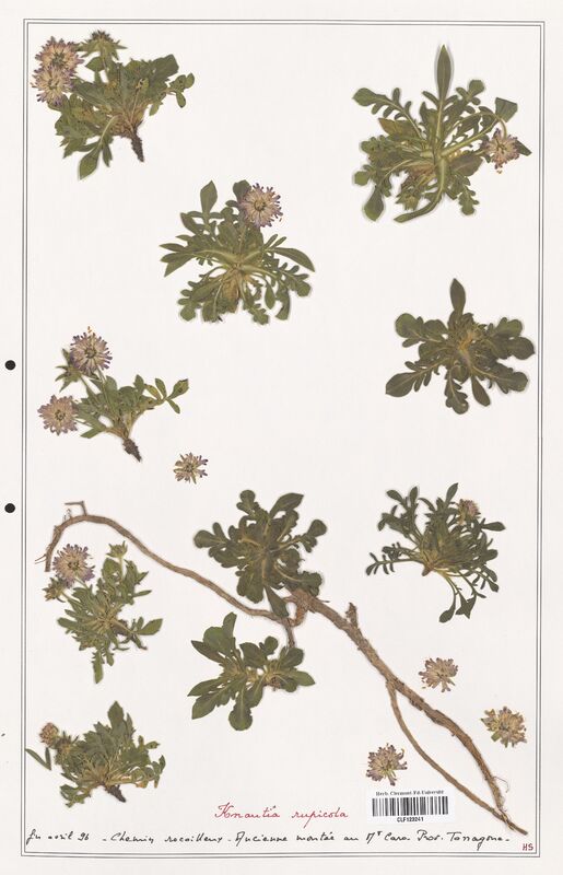 Knautia rupicola  (Caprifoliaceae)