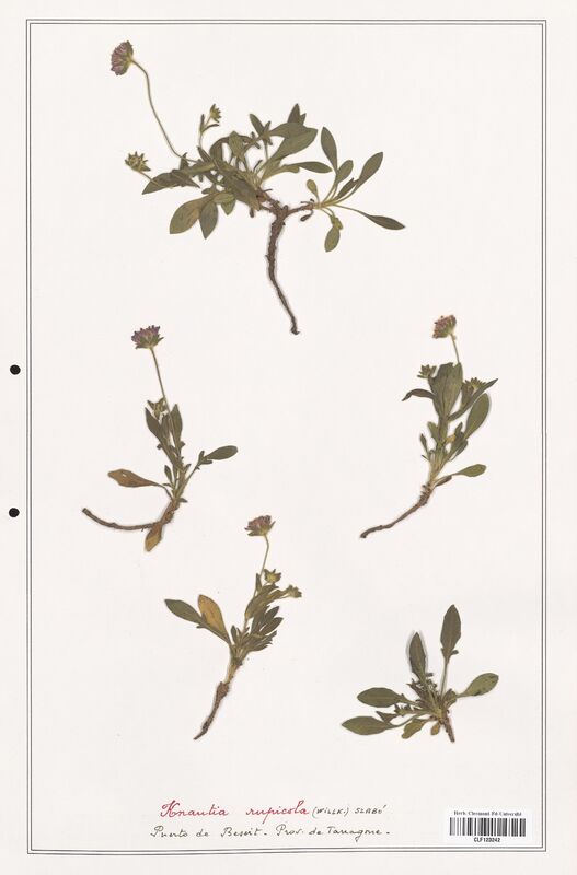 Knautia rupicola  (Caprifoliaceae)