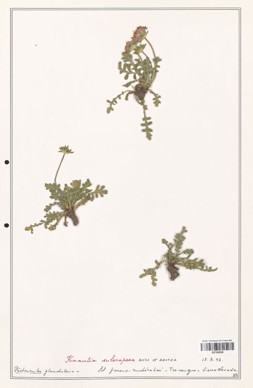 Knautia subscaposa  (Caprifoliaceae)