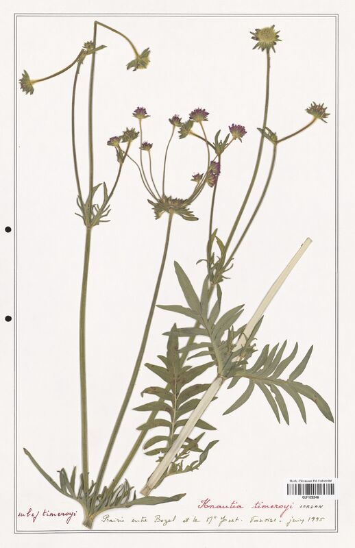 Knautia timerogi  (Caprifoliaceae)