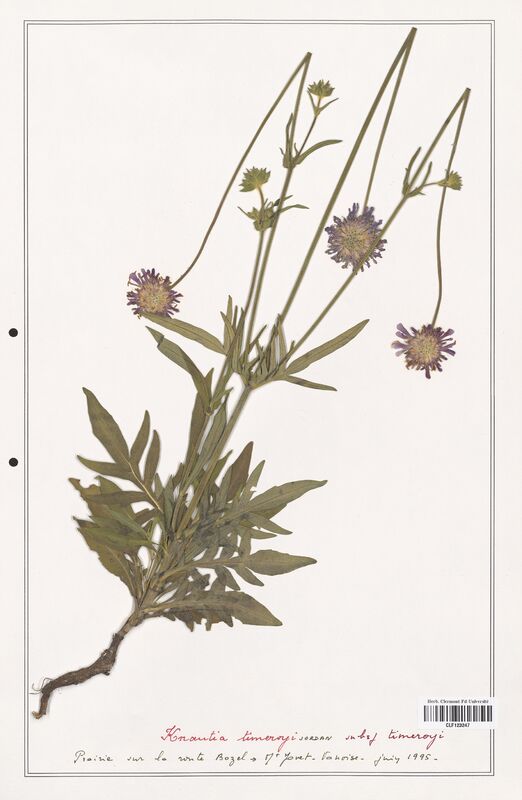 Knautia timerogi  (Caprifoliaceae)