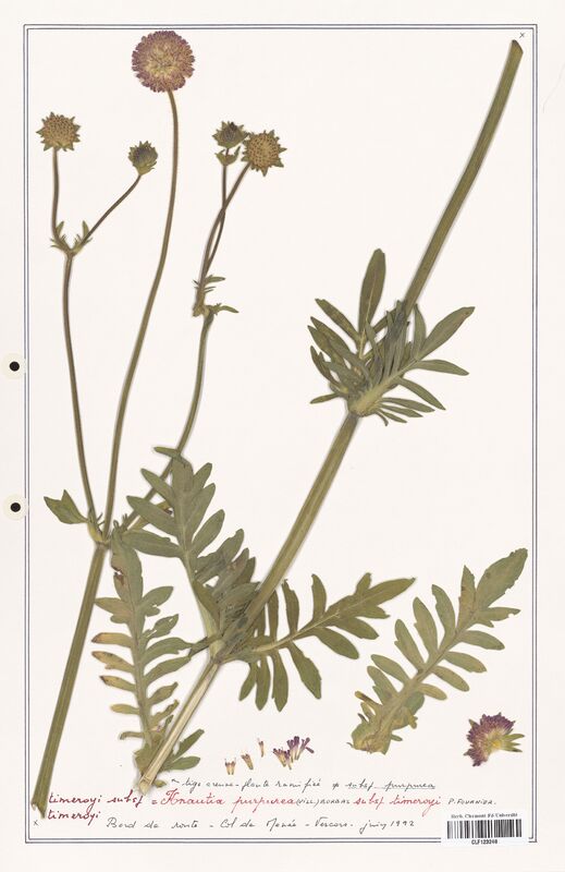 Knautia purpurea  (Caprifoliaceae)