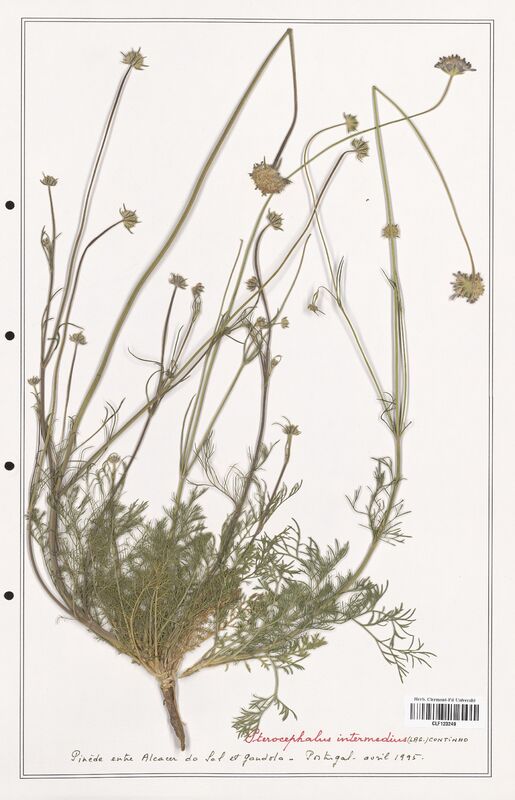Pterocephalus intermedius  (Caprifoliaceae)