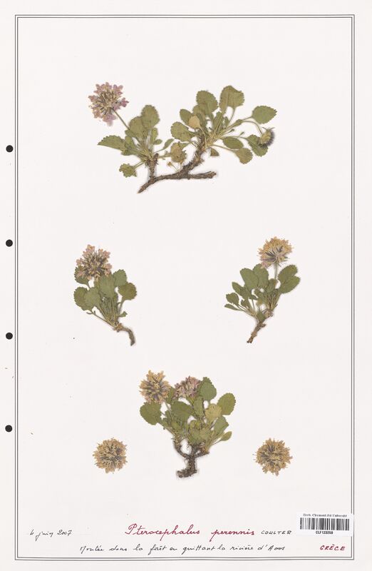 Pterocephalus perennis  (Caprifoliaceae)