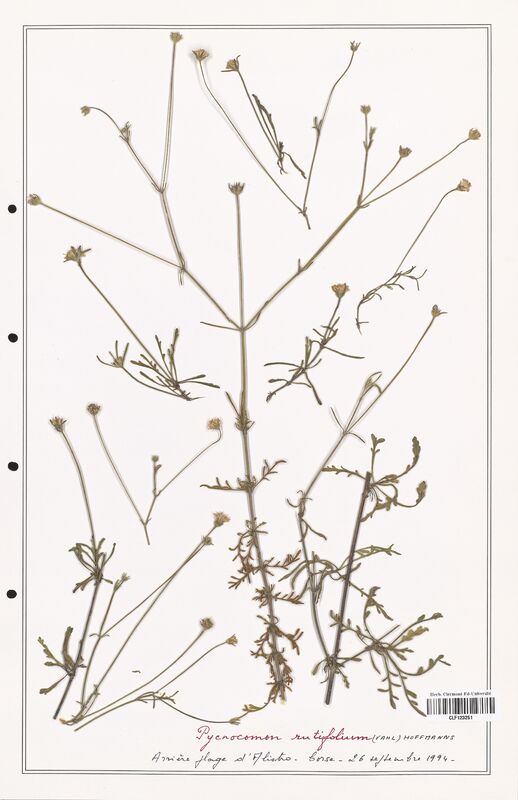 Pycnocomon rutifolium  (Dipsacaceae)