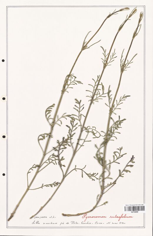 Pycnocomon rutaefolium  (Dipsacaceae)