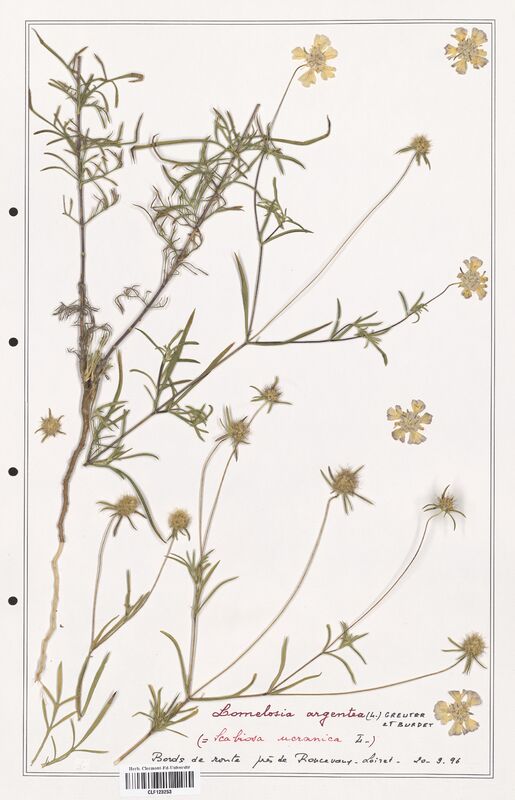 Lomelosia argentea  (Caprifoliaceae)