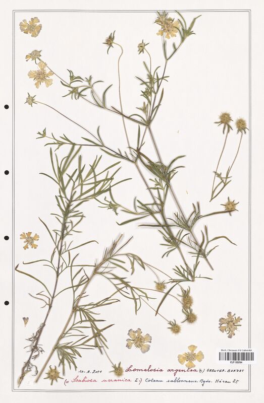 Lomelosia argentea  (Caprifoliaceae)