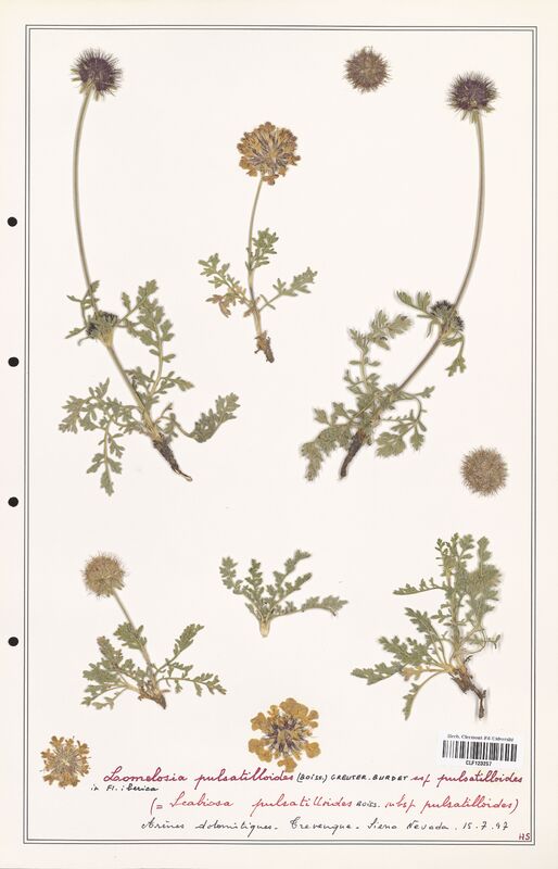 Lomelosia pulsatilloides  (Caprifoliaceae)