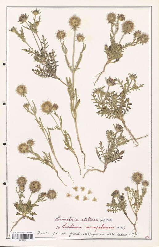 Lomelosia stellata  (Caprifoliaceae)