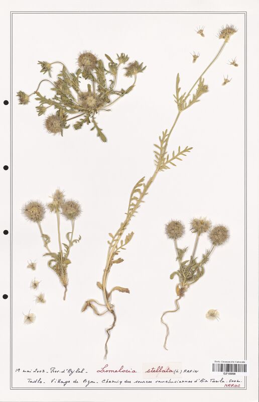 Lomelosia stellata  (Caprifoliaceae)