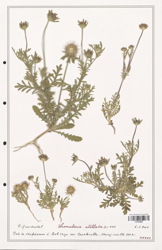 Lomelosia stellata  (Caprifoliaceae)