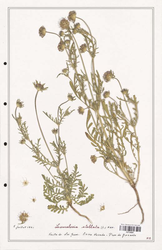 Lomelosia stellata  (Caprifoliaceae)