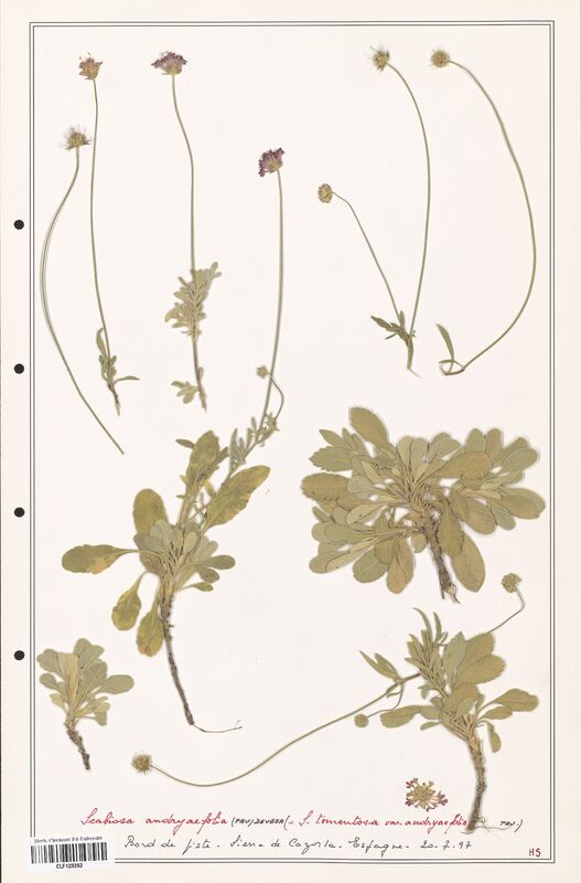 Scabiosa andryaefolia  (Caprifoliaceae)