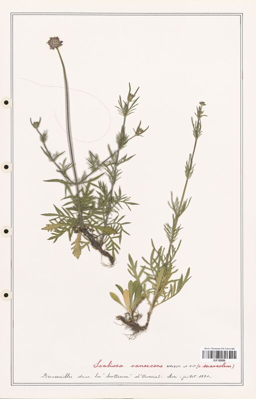 Scabiosa canescens  (Caprifoliaceae)