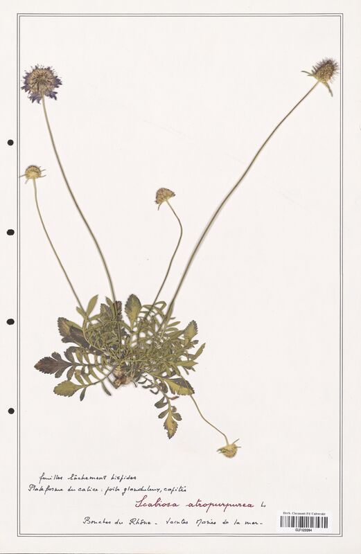 Scabiosa atropurpurea  (Caprifoliaceae)