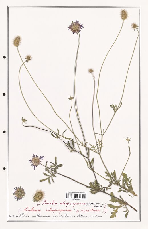 Scabiosa atropurpurea  (Caprifoliaceae)