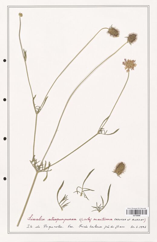 Scabiosa atropurpurea  (Caprifoliaceae)